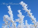 Thumbnail Christmas Greetings Photo for Greeting Card