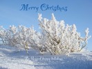 Thumbnail Christmas Greetings Photo for Greeting Card No.2