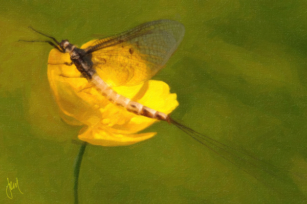 Product picture Mayflies, Thailand in Oil